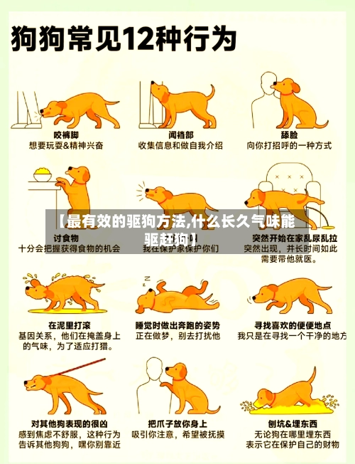 【最有效的驱狗方法,什么长久气味能驱赶狗】-第1张图片