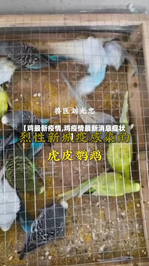 【鸡最新疫情,鸡疫情最新消息症状】-第3张图片