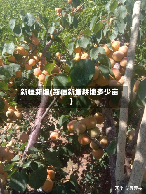 新疆新增(新疆新增耕地多少亩)-第1张图片