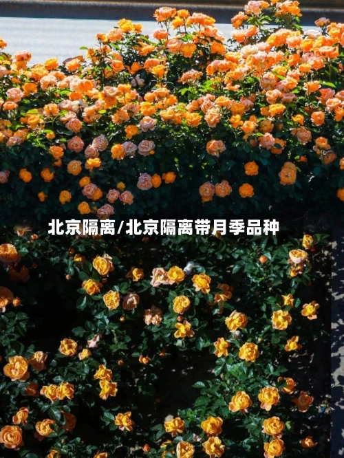 北京隔离/北京隔离带月季品种-第1张图片