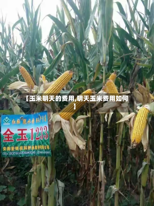 【玉米明天的费用,明天玉米费用如何】-第2张图片