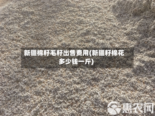 新疆棉籽毛籽出售费用(新疆籽棉花多少钱一斤)