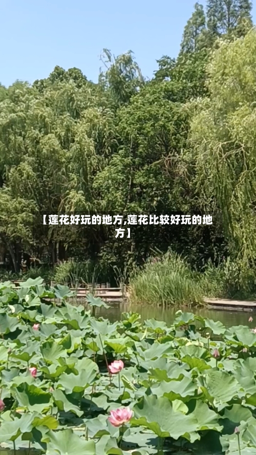 【莲花好玩的地方,莲花比较好玩的地方】-第1张图片