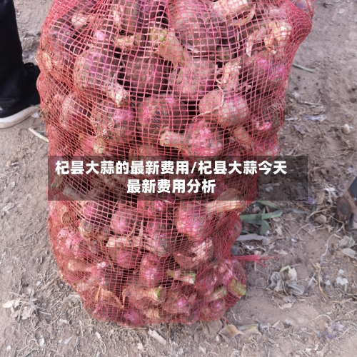杞昙大蒜的最新费用/杞县大蒜今天最新费用分析-第2张图片