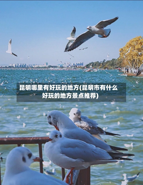 昆明哪里有好玩的地方(昆明市有什么好玩的地方景点推荐)-第3张图片